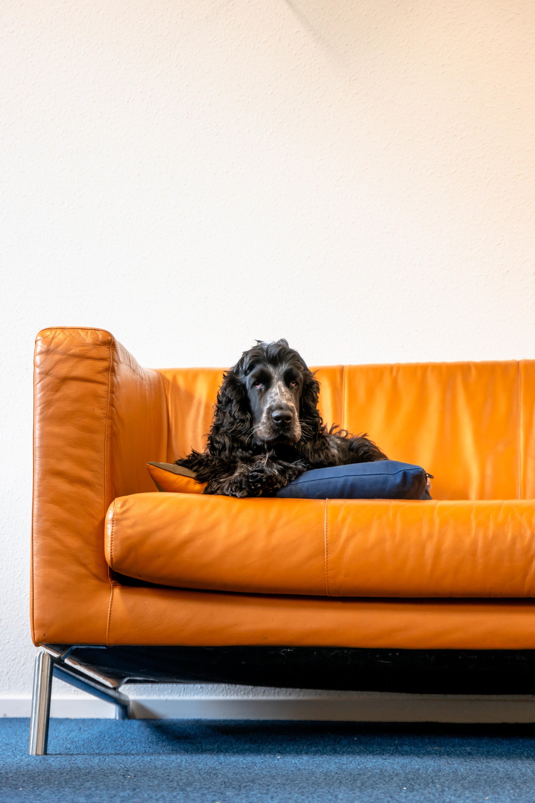 How to choose furniture that’s pet friendly? | lowrysfurniturestore
