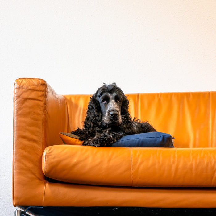 How to choose furniture that’s pet friendly?